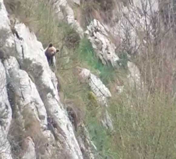 osezna El Digital de Asturias