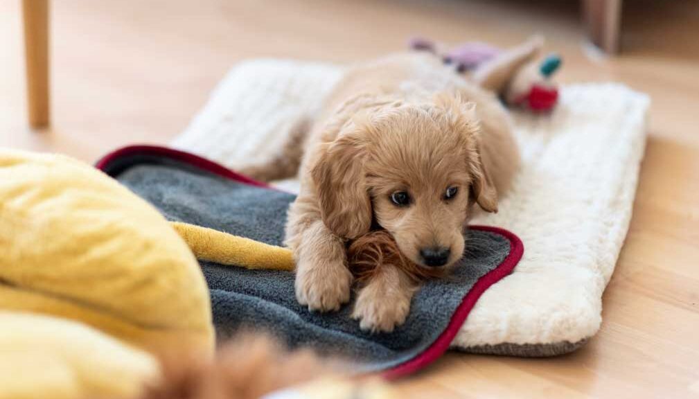 Cachorros y su nuevo hogar: Consejos