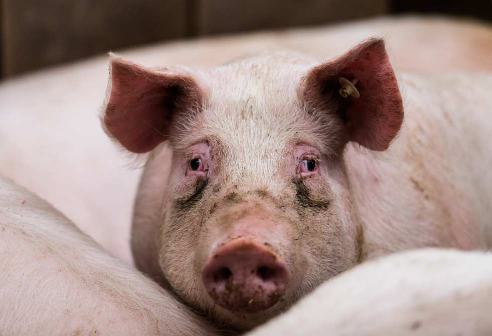 cerdos con peste porcina El Digital de Asturias cerdos con peste porcina
