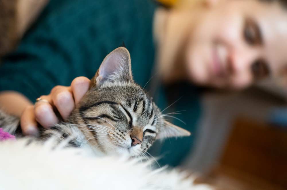 gato mascotas El Digital de Asturias gato