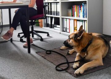 perro en la oficina
