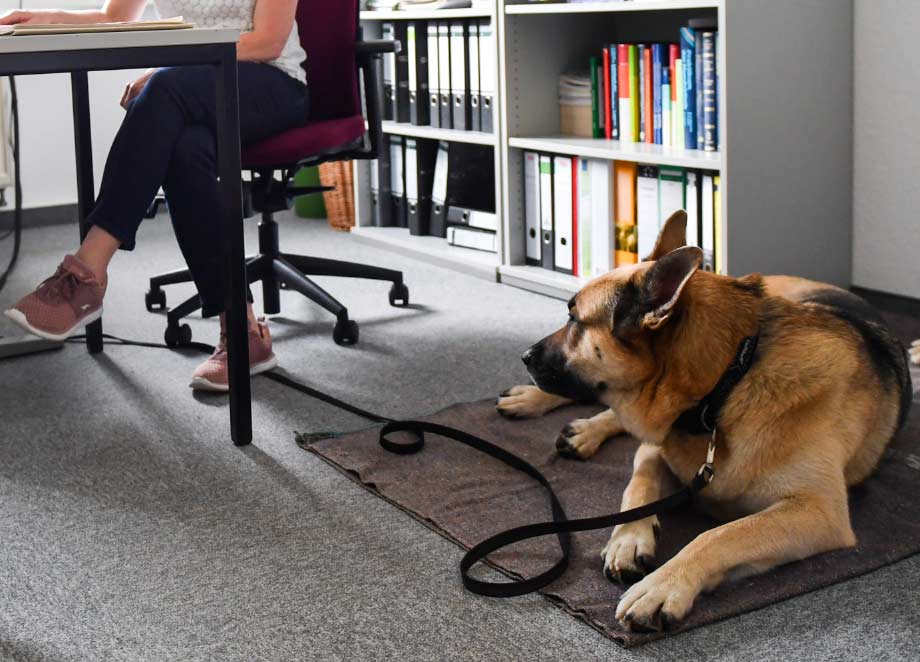 perro en la oficina El Digital de Asturias perro en la oficina