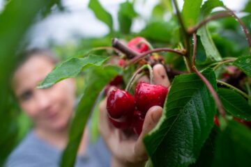 snack ideal | El Digital de Asturias Frutas