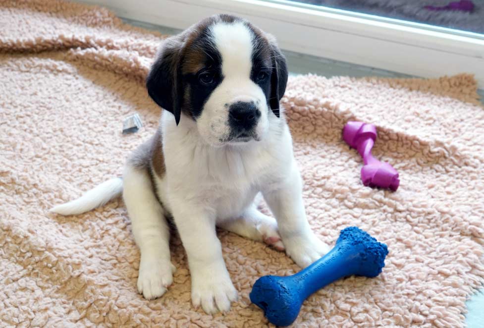 cachorro El Digital de Asturias cachorro