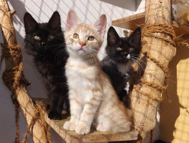 gato El Digital de Asturias gato