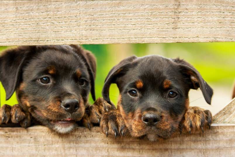 mascota El Digital de Asturias mascota