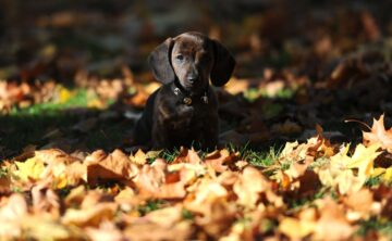 Castañas-y-perros | El Digital de Asturias Castañas y perros