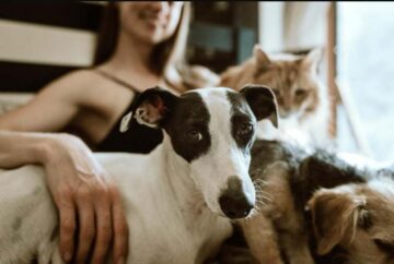 clínicasveterinarias El Digital de Asturias clínicas veterinarias