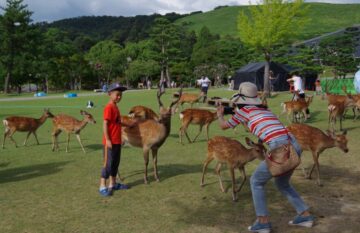 Nara – El Digital de Asturias Nara