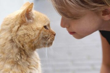 gatos – El Digital de Asturias gatos