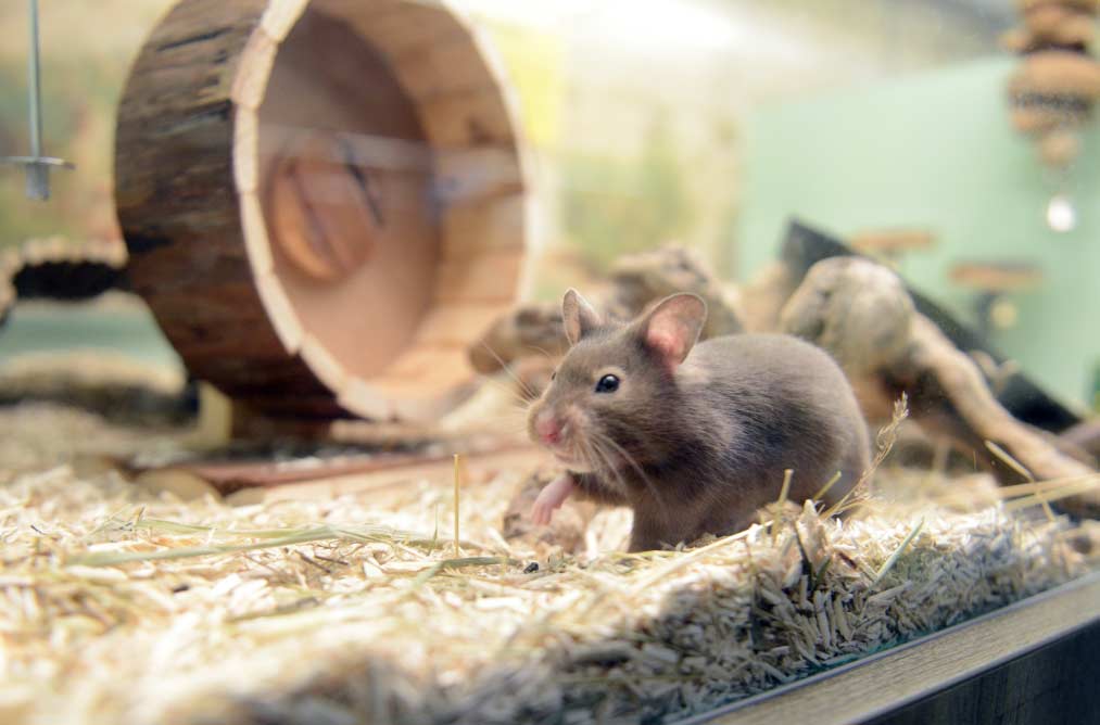 hámster El Digital de Asturias hámster