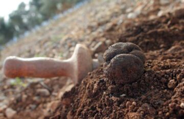 trufa negra El Digital de Asturias trufa negra