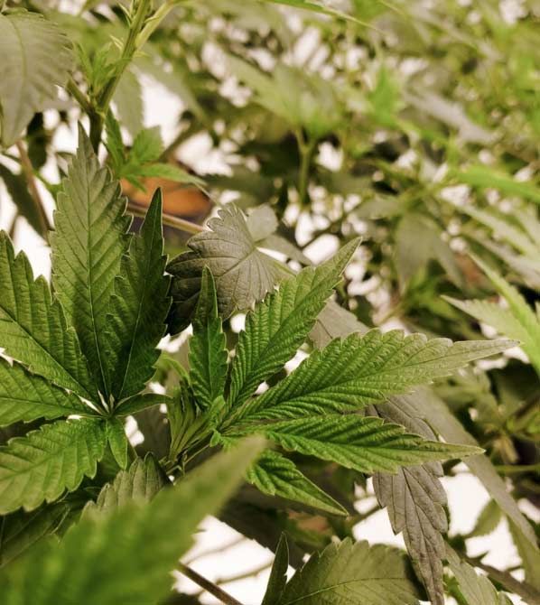 CBD El Digital de Asturias CBD