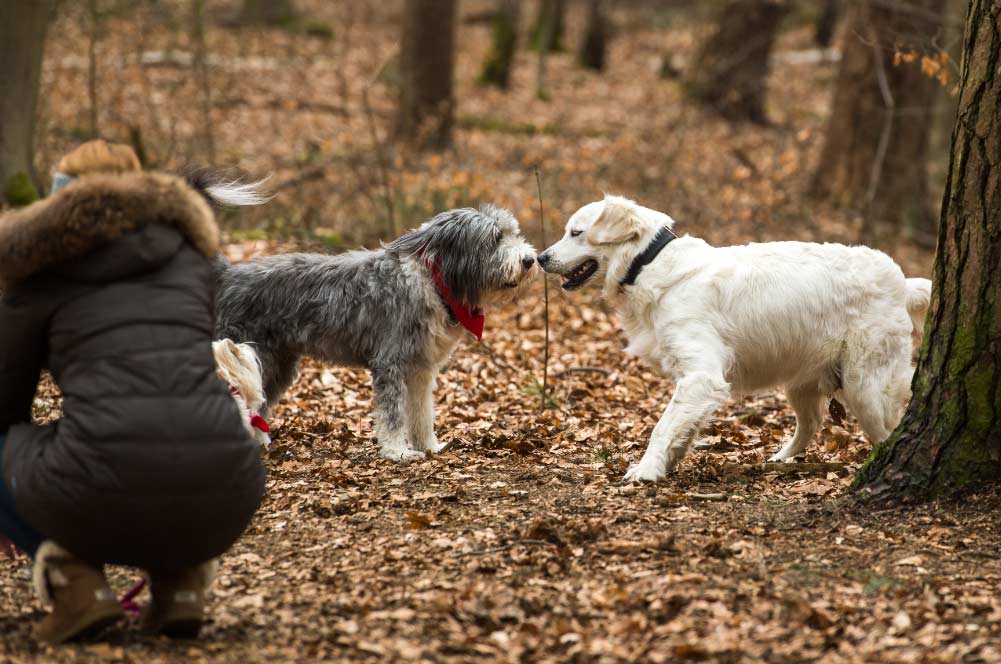 perros El Digital de Asturias perros