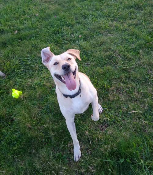 mascota El Digital de Asturias mascota