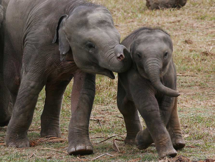elefantes El Digital de Asturias elefantes