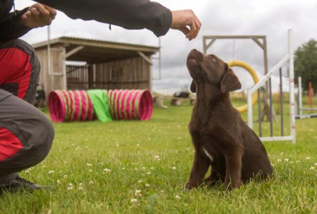 perros El Digital de Asturias perros