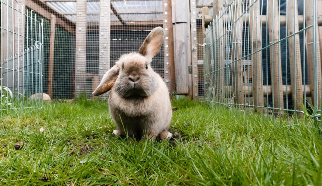 Problemas dentales en los conejos: ¿Cómo detectarlos?
