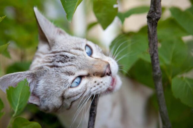 mascotas El Digital de Asturias mascotas