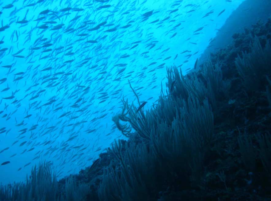 océanos El Digital de Asturias océanos
