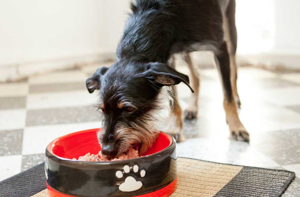perro El Digital de Asturias perro