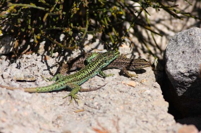 reptiles El Digital de Asturias reptiles