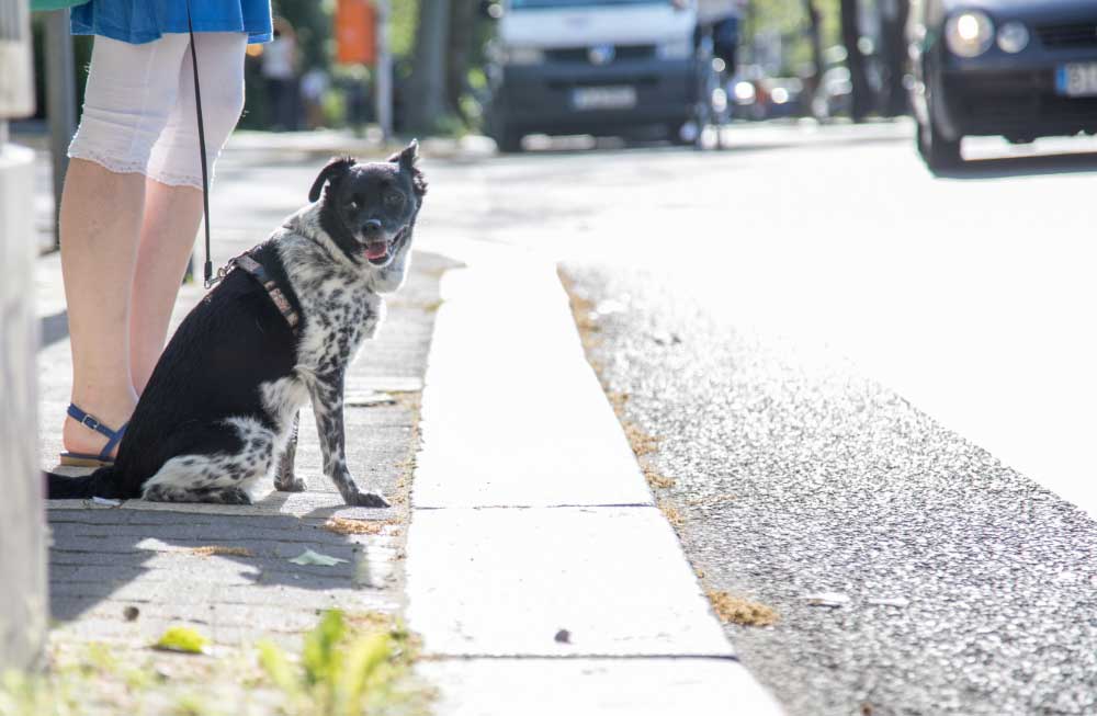 Paseando perros: Mejor sin «mirar» el móvil
