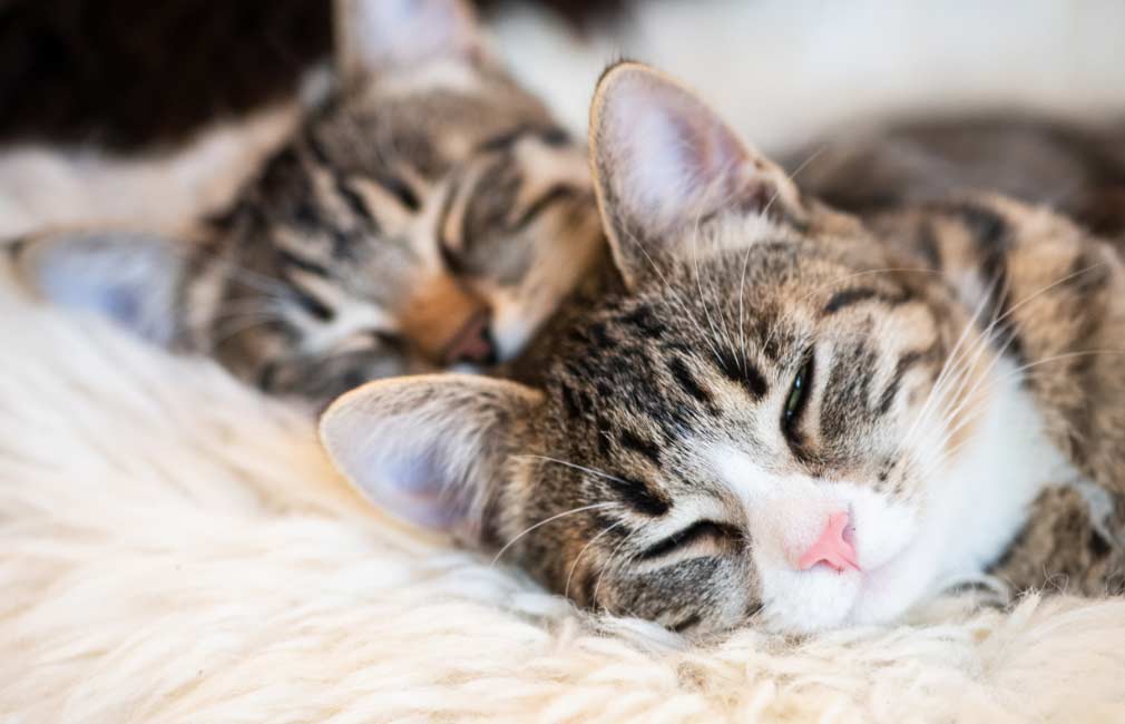 ¿Cómo reunir a dos gatos en el hogar?