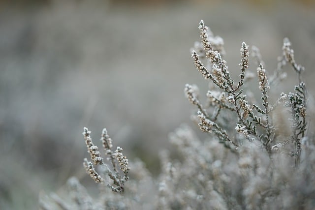 nevadas