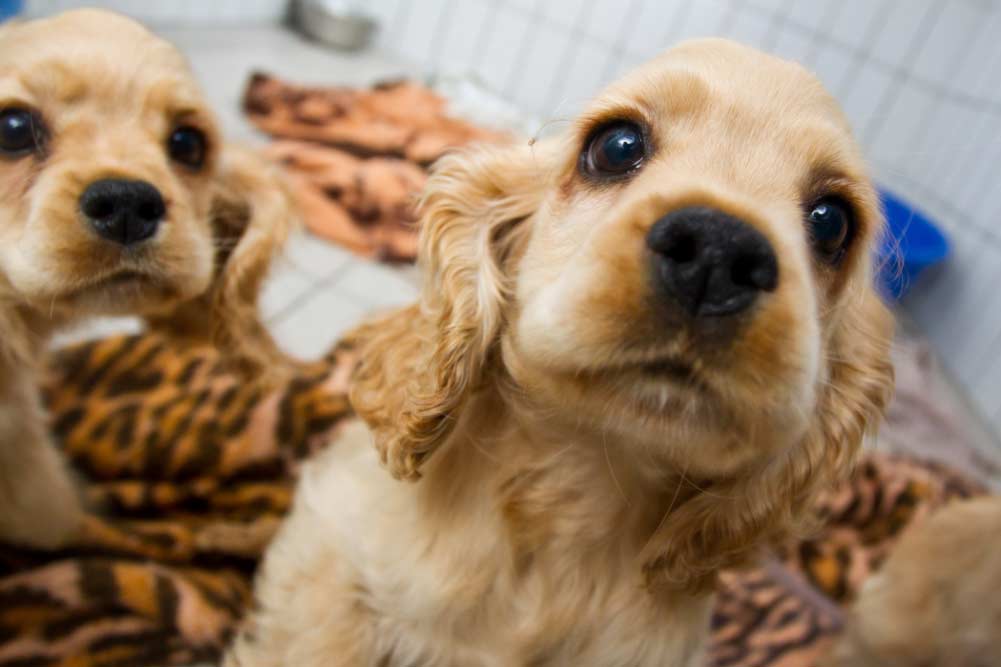 cachorros El Digital de Asturias cachorros