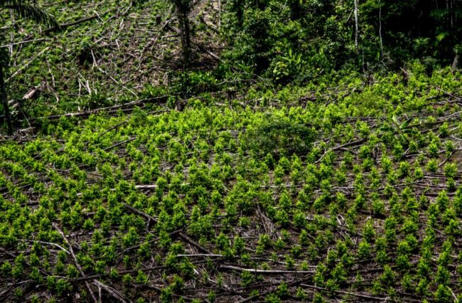 cocaína El Digital de Asturias cocaína