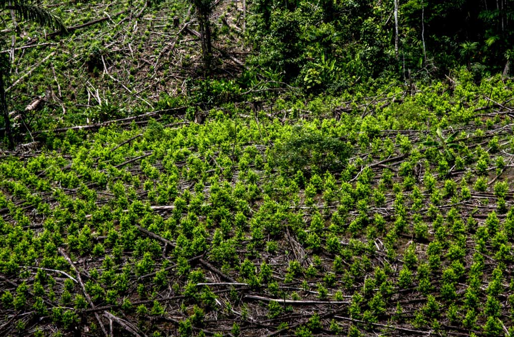cocaína El Digital de Asturias cocaína