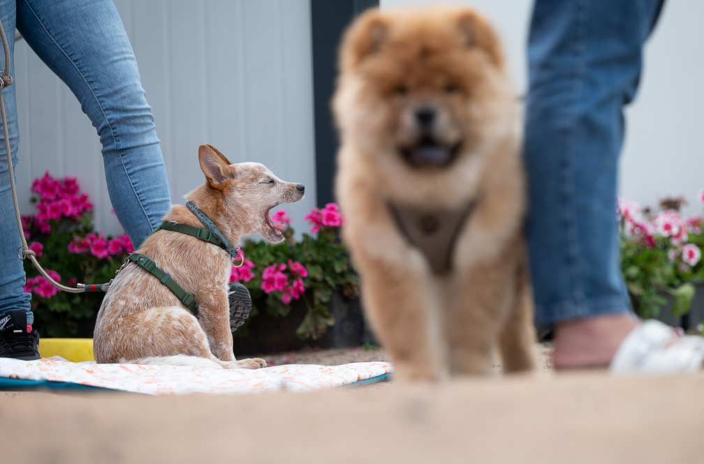 cachorros El Digital de Asturias cachorros