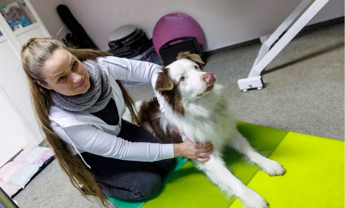 ¿Qué hace realmente un fisioterapeuta de animales?