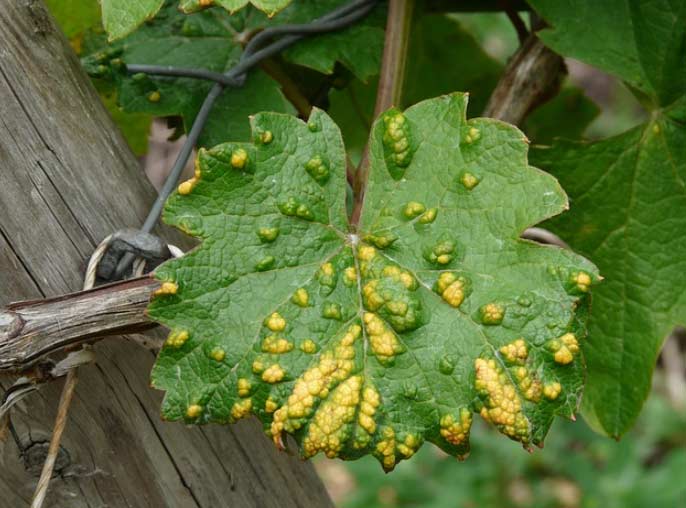 plagas jardines El Digital de Asturias plagas jardines