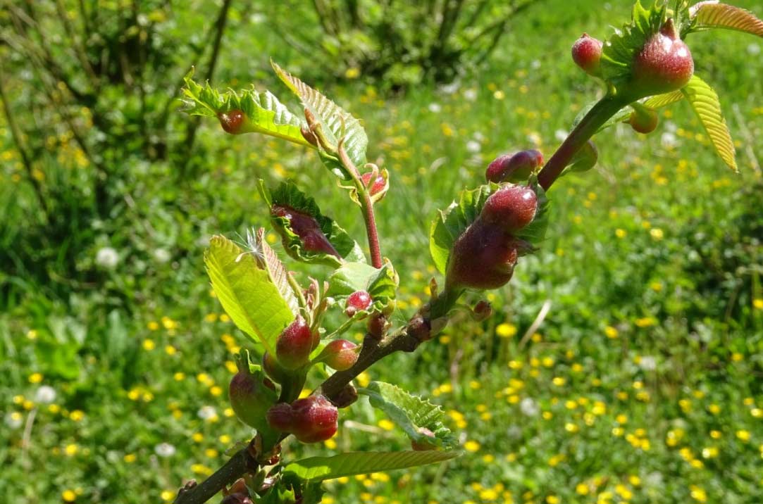 avispilla del castaño