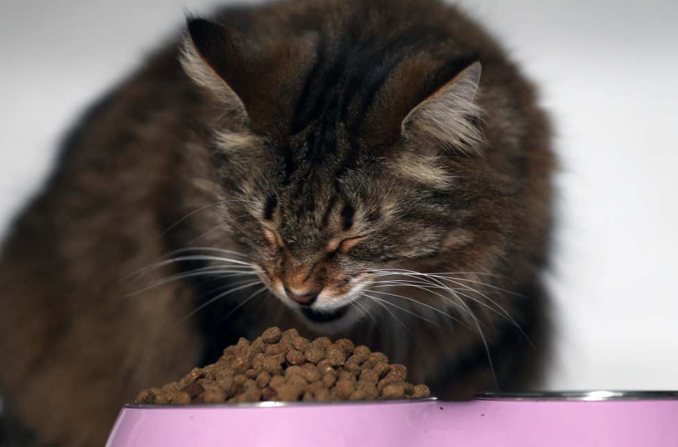 comida vegana para gatos El Digital de Asturias comida vegana para gatos