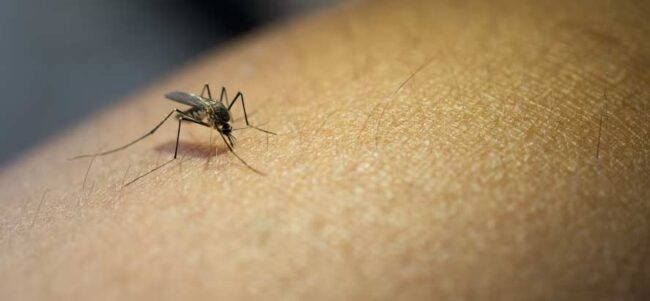 dengue en Argentina