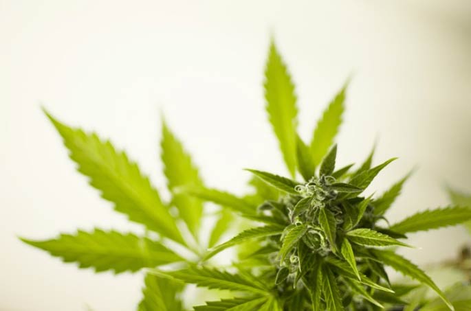 marihuana El Digital de Asturias marihuana