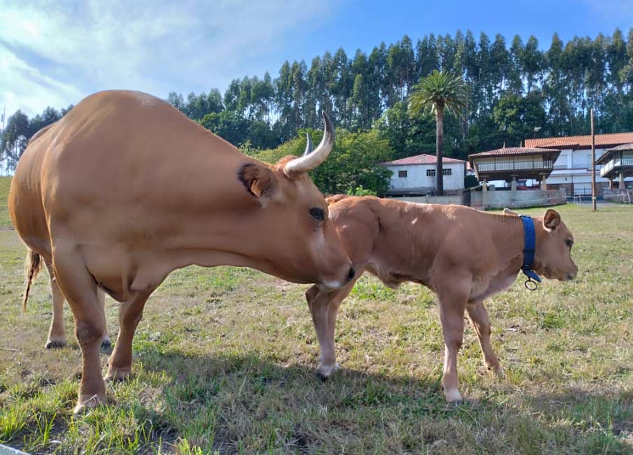 Vacas Asturias