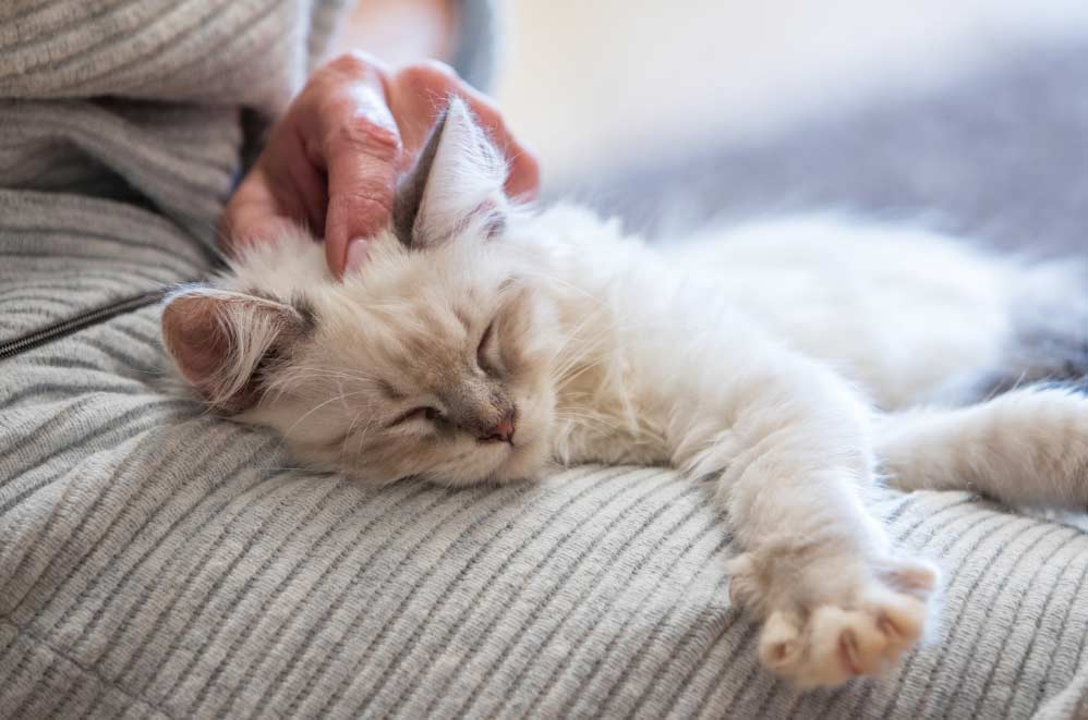 ¿Cómo mejorar la comunicación con los gatos?