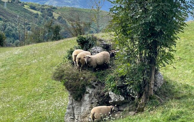 Asturias animal