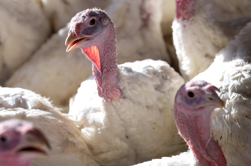 gripe aviar  El Digital de Asturias gripe aviar