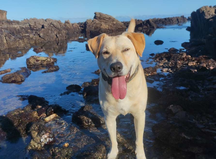 perros  El Digital de Asturias perros