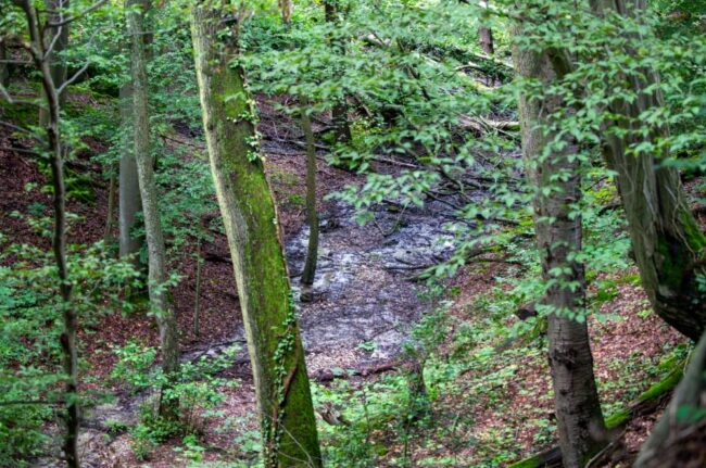 terreno forestal Alemania