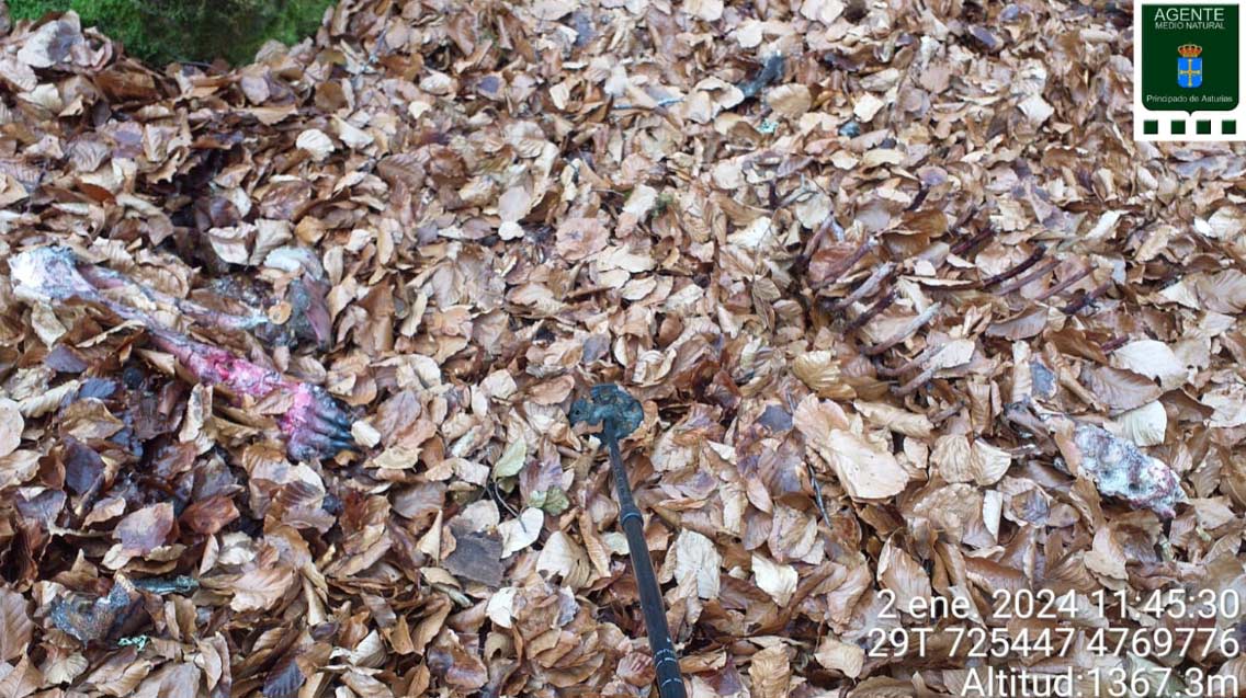 Restos Oso Asturias El Digital de Asturias Restos Oso Asturias