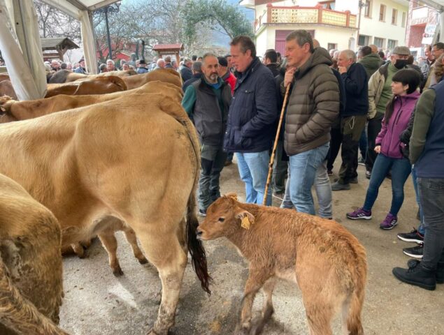 Feria ganadera de San Blas El Digital de Asturias Feria ganadera de San Blas