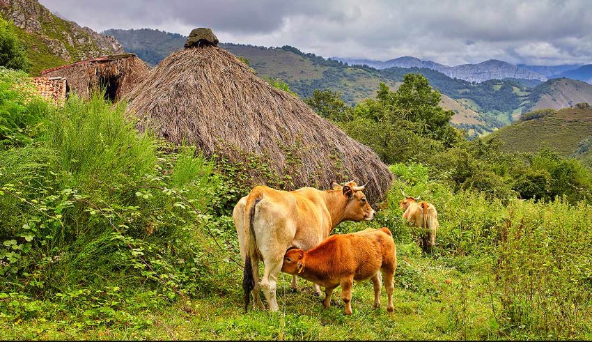 Ayudas PAC 2024 Asturias
