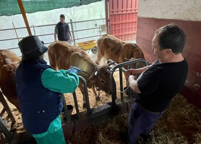 Vacunación en Asturias de la cabaña ganadera El Digital de Asturias Vacunación en Asturias de la cabaña ganadera