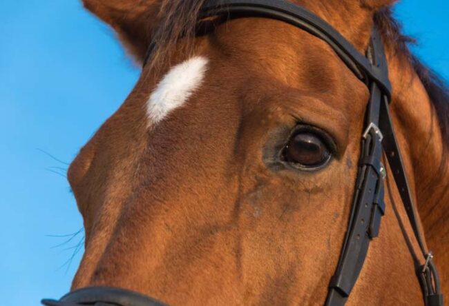 equitación cabezadas para caballos El Digital de Asturias equitación cabezadas para caballos